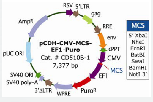 pCDH-CMV-MCS-EF1-puro