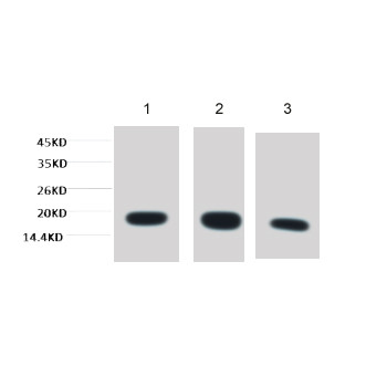 Histone H3 Mouse mAb