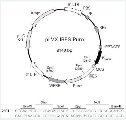 pLVX-IRES-puro