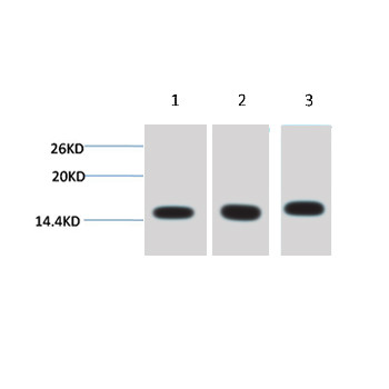 Histone H3 Mouse mAb