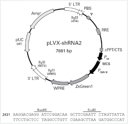 pLVX-shRNA2