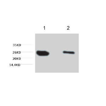 GFP-Tag Mouse mAb