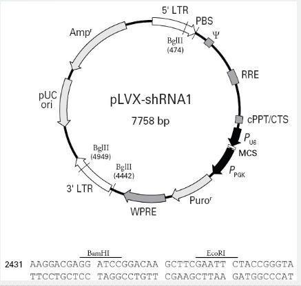 pLVX-shRNA1