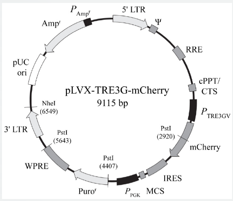 pLVX-TRE3G-mCherry
