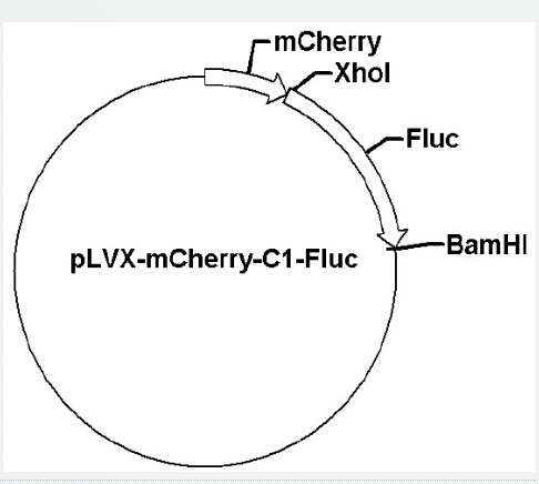 pLVX-mCherry-C1-Fluc