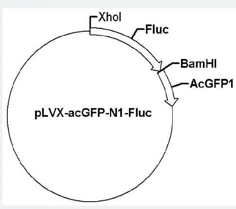 pLVX-acGFP-N1-Fluc