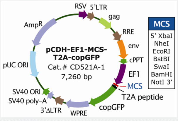 pCDH-EF1-MCS-T2A-copGFP