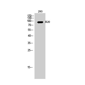  Western Blot analysis of 293 cells using A20 Polyclonal Antibody