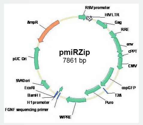 pmiRZip anti-microRNA