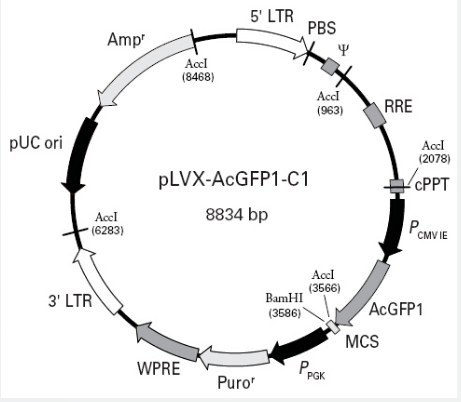 pLVX-AcGFP1-C1