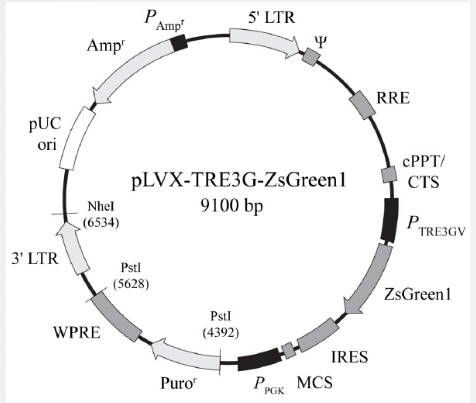pLVX-TRE3G-ZsGreen1