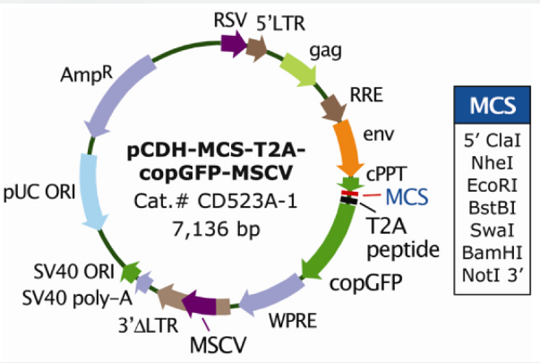 pCDH-MCS-T2A-copGFP-MSCV