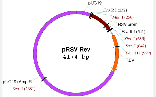 pRSV-Rev