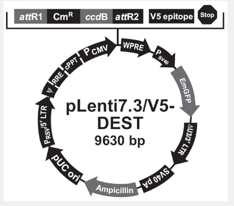 pLenti7.3/V5-DEST