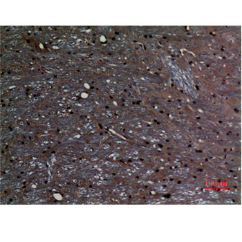 Immunohistochemical analysis of paraffin-embedded rat-brain, antibody was diluted at 1:100