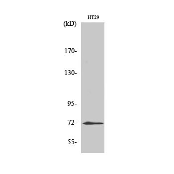  Western Blot analysis of HT29 cells using ABCG2 Polyclonal Antibody