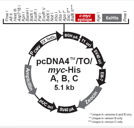 pcDNA4/TO/Myc-His B