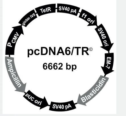 pcDNA6/TR