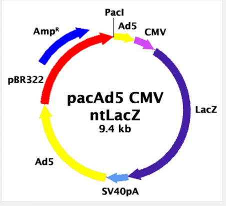pacAd5 CMV-nt LacZ Control