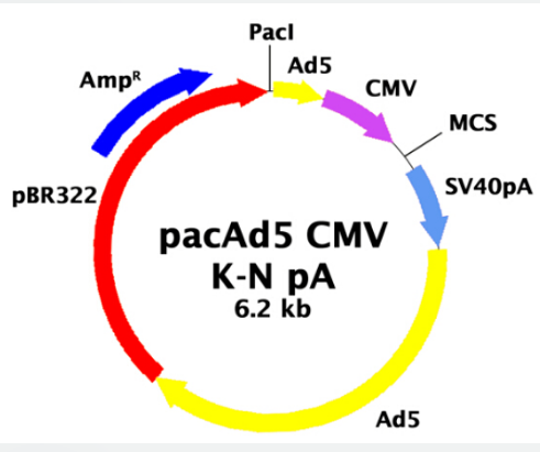 pacAd5 CMV K-N pA