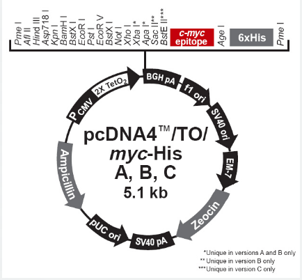 pcDNA4/TO/Myc-His A