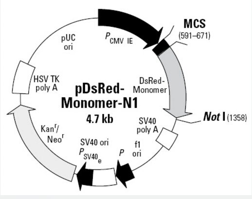 pDsRED-Monomer-N1