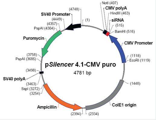 pSilencer 4.1-CMV puro