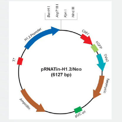 pRNATin-H1.2/Neo