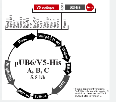 pUB6/V5-His B