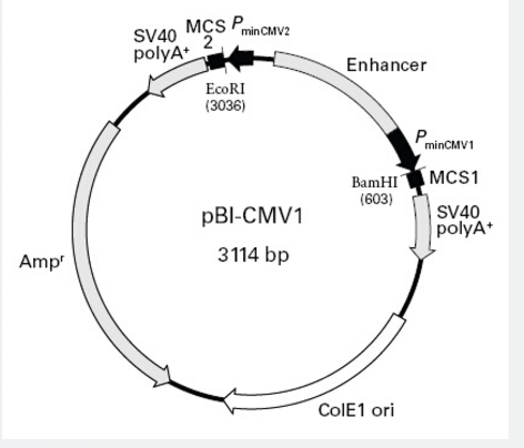 pBI-CMV1