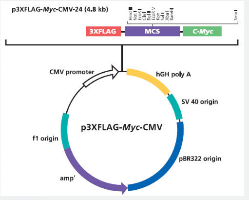 p3xFLAG-Myc-CMV-24