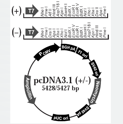 pcDNA3.1(+)