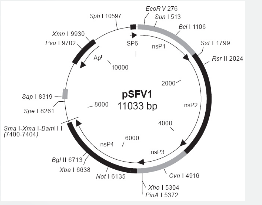 pSFV1
