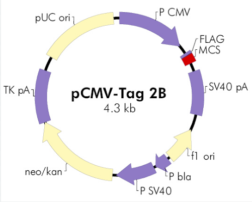 pCMV-Tag 2B
