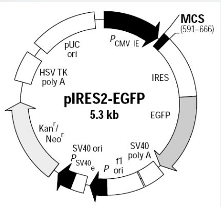 pIRES2-EGFP