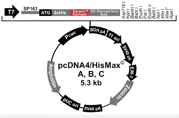 pcDNA4/HisMax B