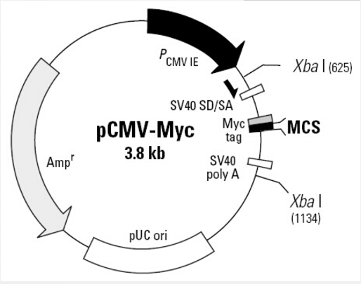 pCMV-myc