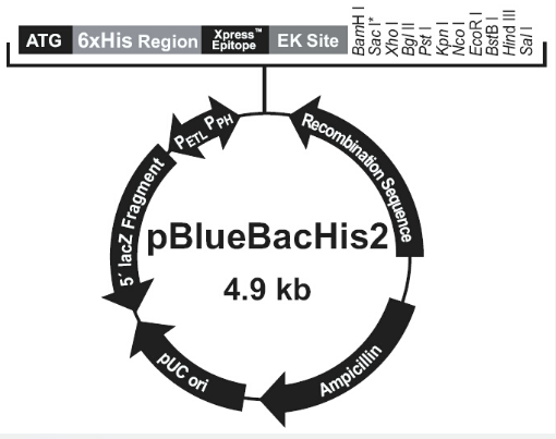 pBlueBacHis2 B