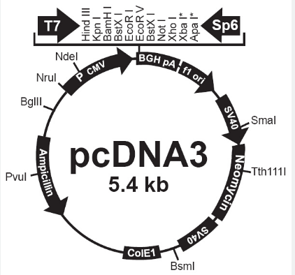 pcDNA3
