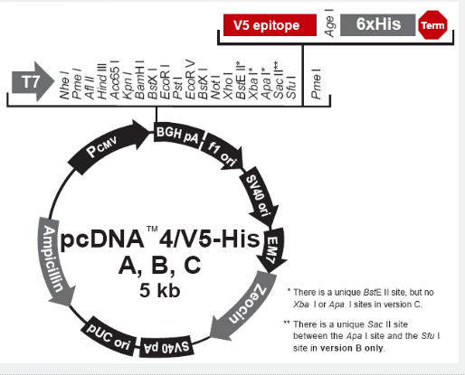 pcDNA4/V5-His A