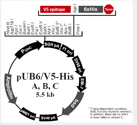 pUB6/V5-His A