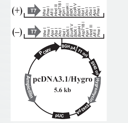 pcDNA3.1/Hygro(+)
