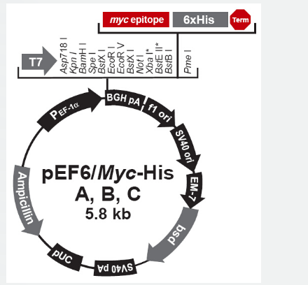 pEF6/myc-His C