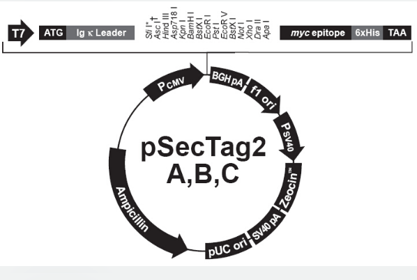 pSecTag2 A