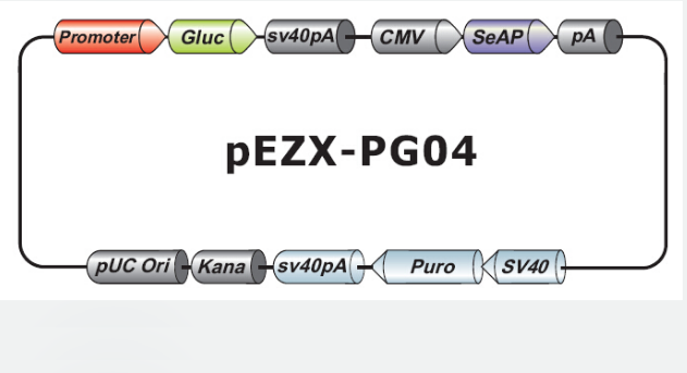 pEZX-PG04