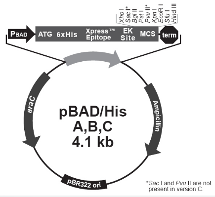 pBAD/His A