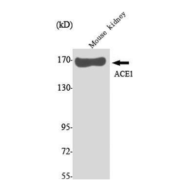 ACE1 Monoclonal Antibody