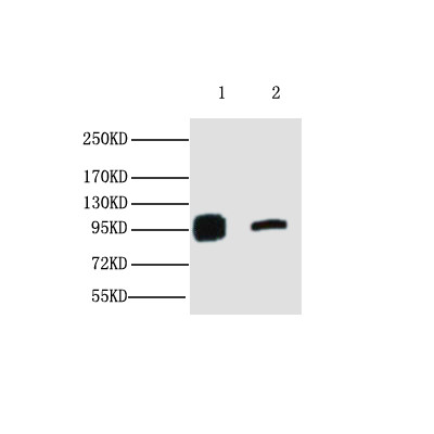  Western blot analysis of 1) Hela, 2) 293T, diluted at 1:2000. cells nucleus extracted by Minute TM Cytoplasmic and Nuclear Fractionation kit (SC-003,Inventbiotech,MN,USA).