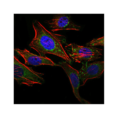  Immunofluorescence analysis of Hela cells using ABCG2 Monoclonal Antibody (green). Blue: DRAQ5 fluorescent DNA dye. Red: Actin filaments have been labeled with Alexa Fluor-555 phalloidin.