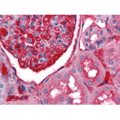 Immunohistochemistry analysis of paraffin-embedded human Kidney tissues with AEC staining using A1BG Monoclonal Antibody.